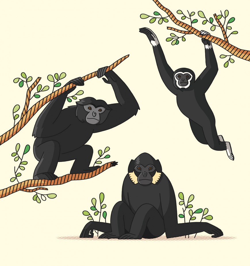 Mathieu Demore, Illustration jeunesse et Bande-dessinée Le p'tit journal - Bioparc de Doué la fontaine 
