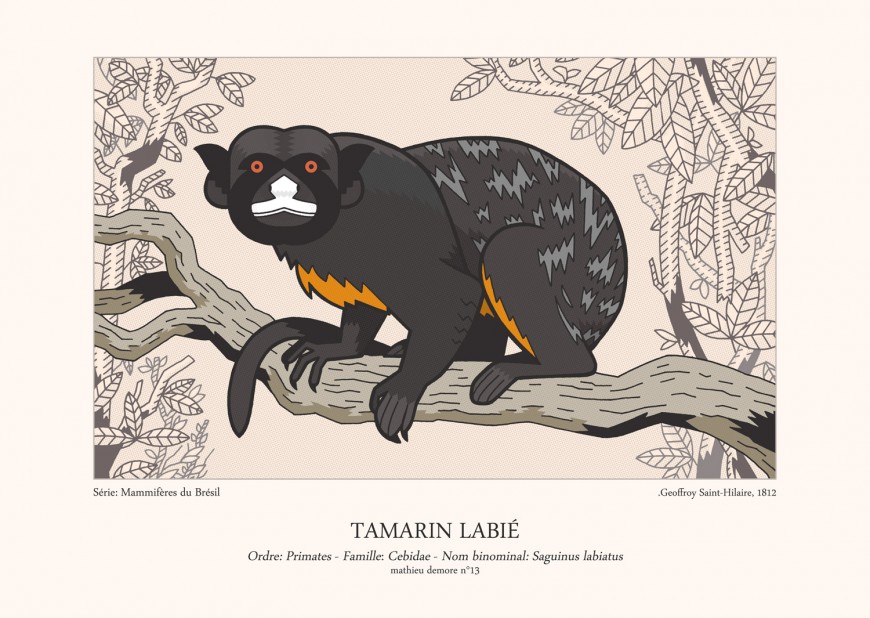 Mathieu Demore, Illustration jeunesse et Bande-dessinée Encyclopedie animalière 