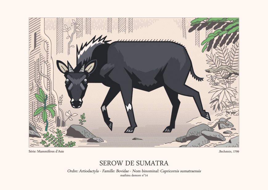 Mathieu Demore, Illustration jeunesse et Bande-dessinée Encyclopedie animalière 