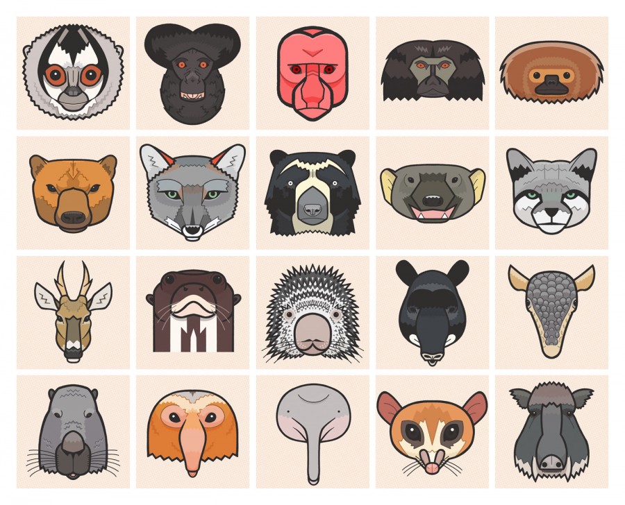 Mathieu Demore, Illustration jeunesse et Bande-dessinée Encyclopedie animalière Bestiaire méconnu - Mathieu Demroe