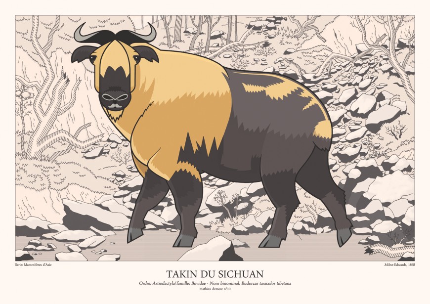 Mathieu Demore, Illustration jeunesse et Bande-dessinée Encyclopedie animalière 
