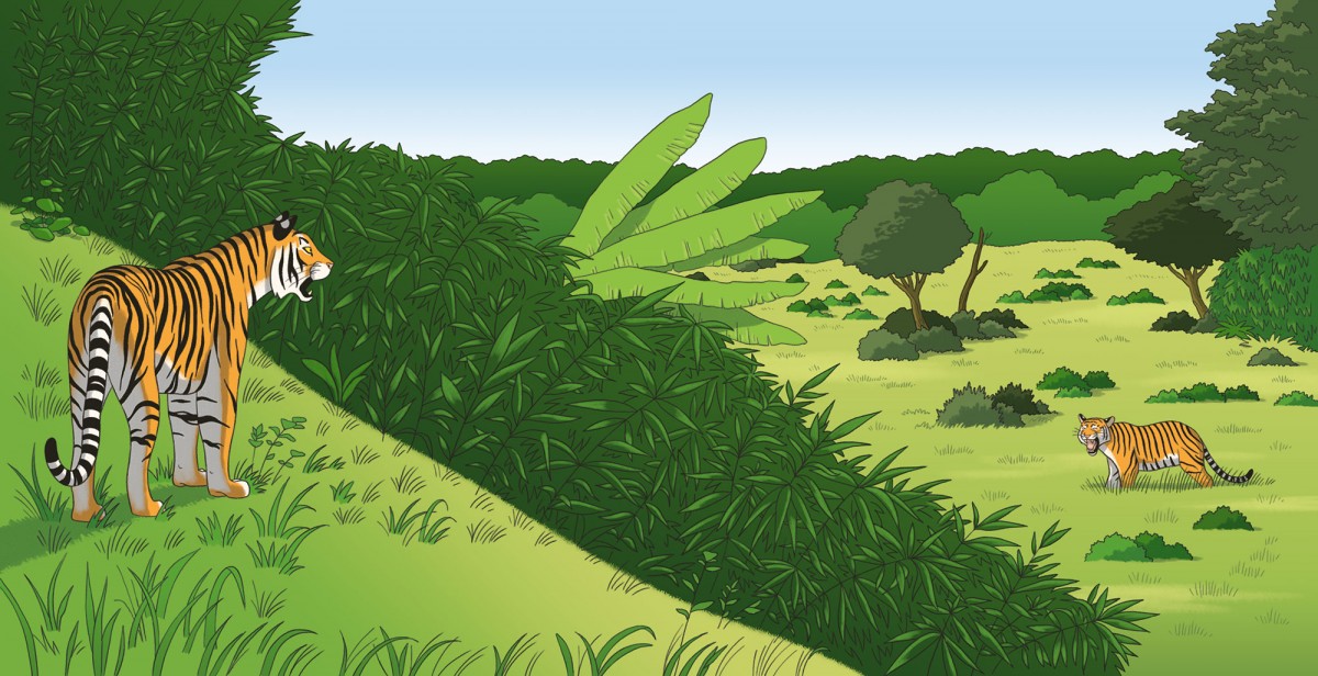 Mathieu Demore, Illustration jeunesse et Bande-dessinée Mes p'tits docs - Le tigre 