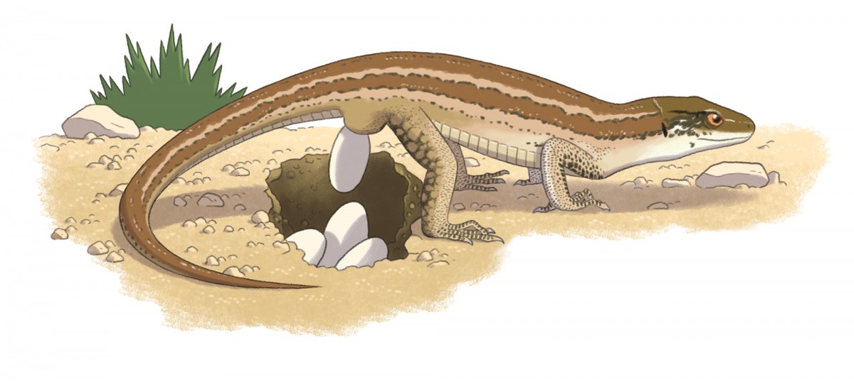 Mathieu Demore, Illustration jeunesse et Bande-dessinée Mes p'tits docs nature - Le lézard 