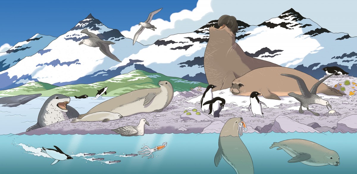 Mathieu Demore, Illustration jeunesse et Bande-dessinée Wapiti 'Cherche et trouve' 