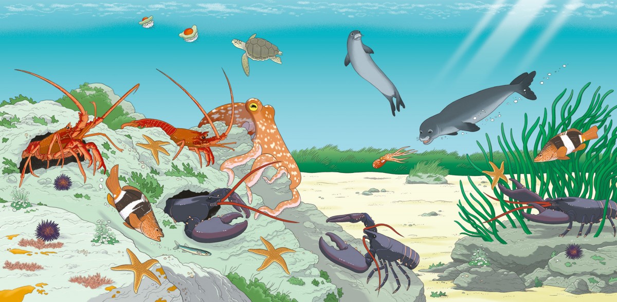 Mathieu Demore, Illustration jeunesse et Bande-dessinée Wapiti 'Cherche et trouve' 
