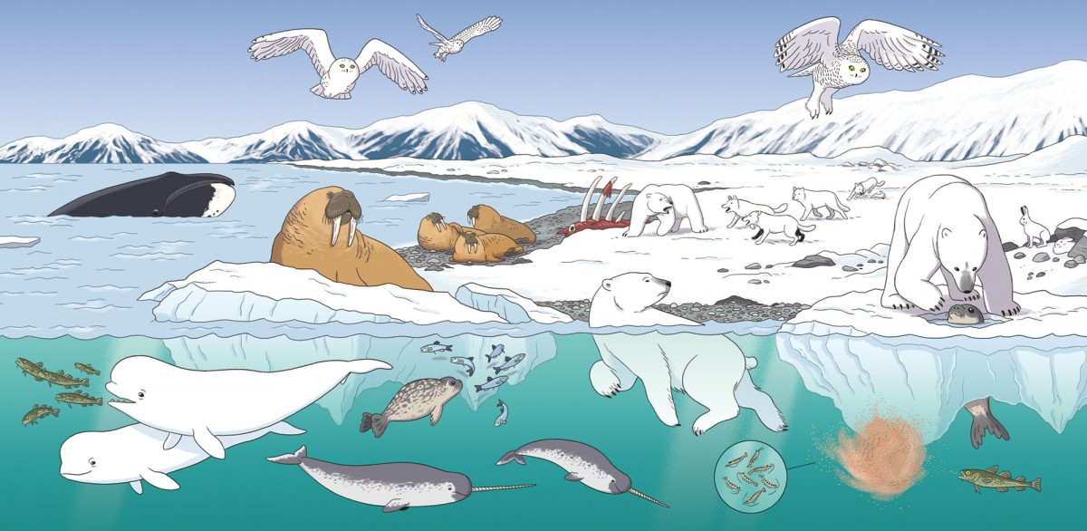 Mathieu Demore, Illustration jeunesse et Bande-dessinée Wapiti 'Cherche et trouve' 