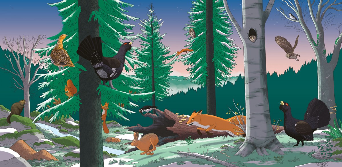 Mathieu Demore, Illustration jeunesse et Bande-dessinée Wapiti 'Cherche et trouve' 