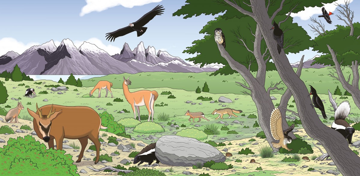 Mathieu Demore, Illustration jeunesse et Bande-dessinée Wapiti 'Cherche et trouve' 