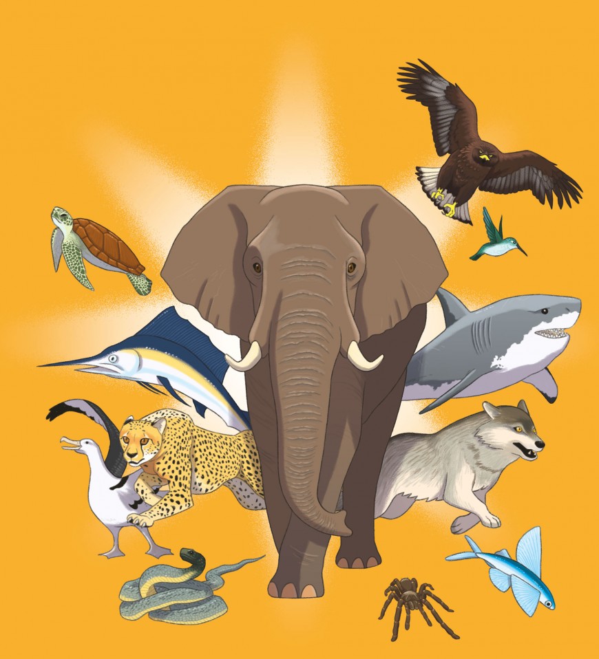 Mathieu Demore, Illustration jeunesse et Bande-dessinée Wapiti 'Cherche et trouve' 