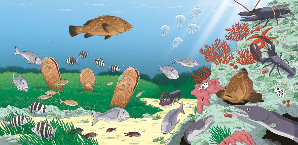 Mathieu Demore, Illustration jeunesse et Bande-dessinée Wapiti 'Cherche et trouve' 