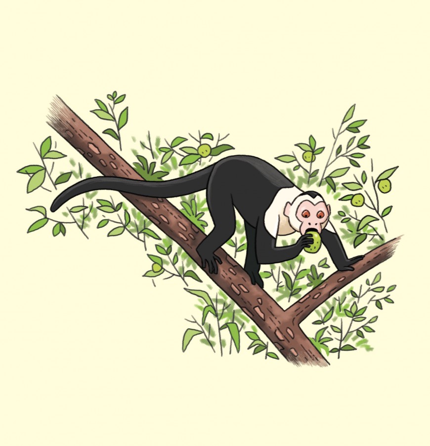 Mathieu Demore, Illustration jeunesse et Bande-dessinée Wapiti Hors-Série 